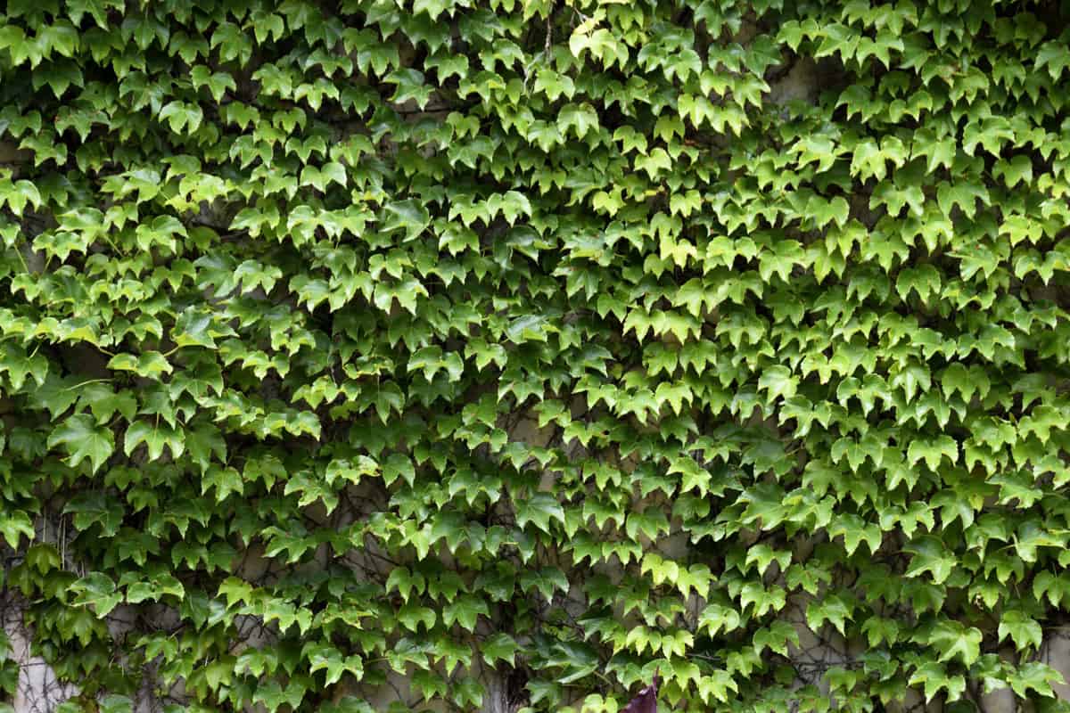 intentionally placed ivy